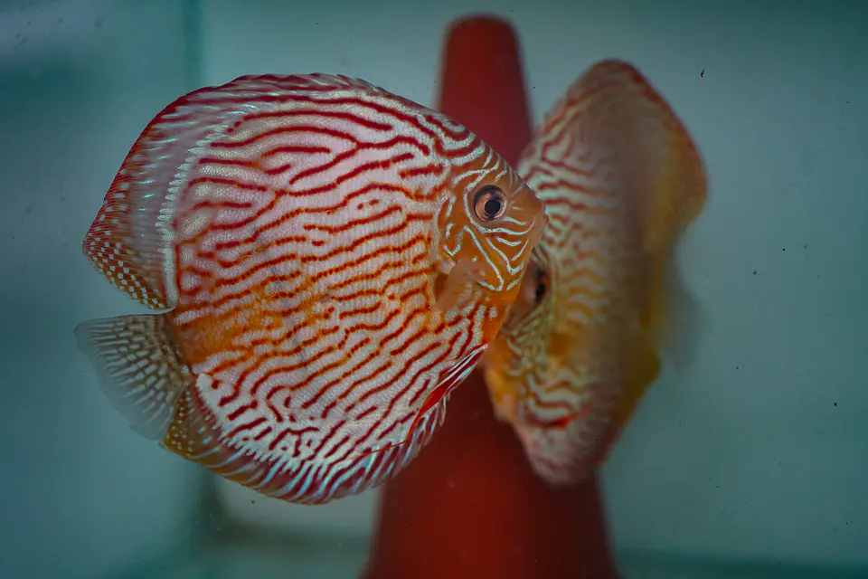 Casal Royal Iripixi  3