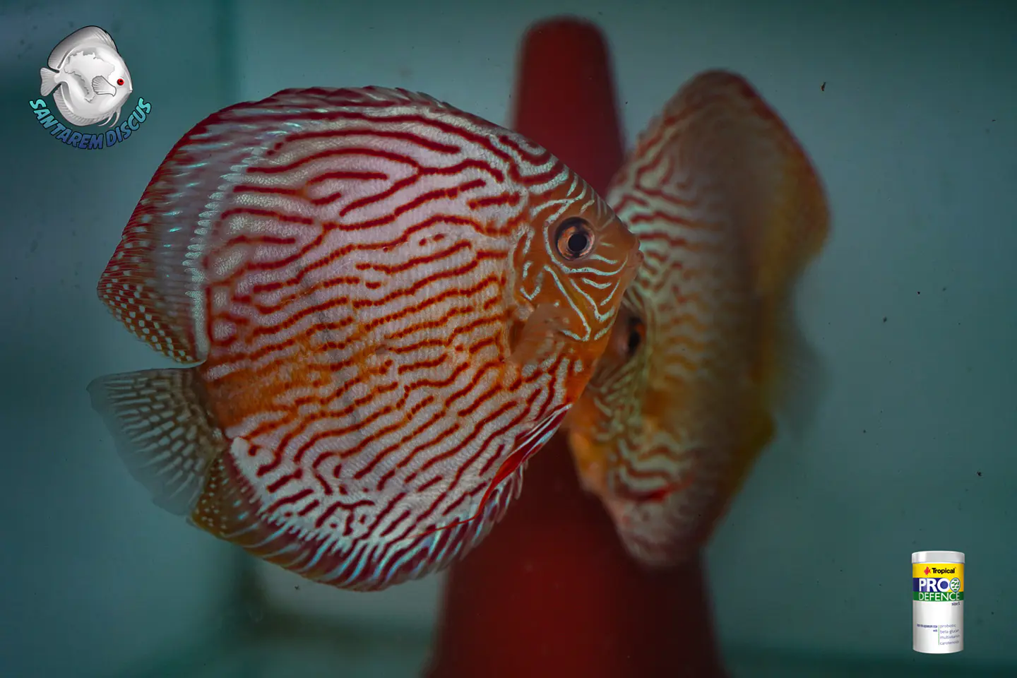 Casal Royal Iripixi  6