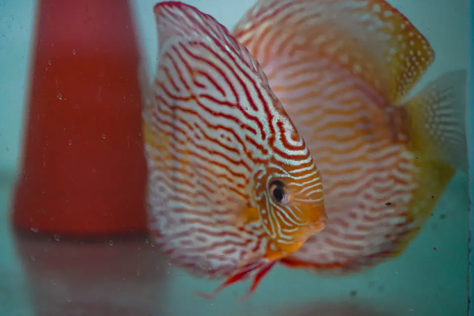 Casal Royal Iripixi  7