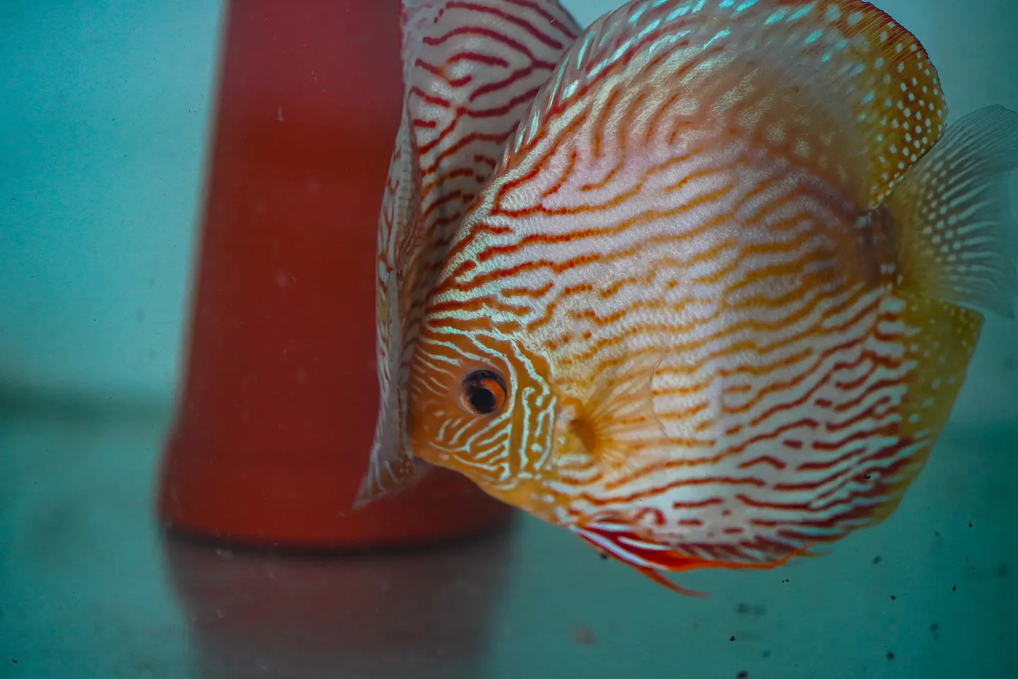 Casal Royal Iripixi  5