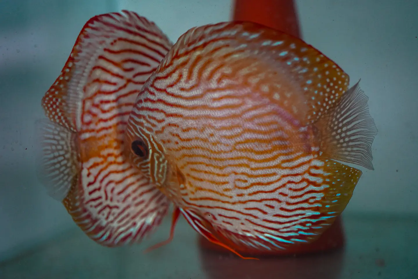 Casal Royal Iripixi  9