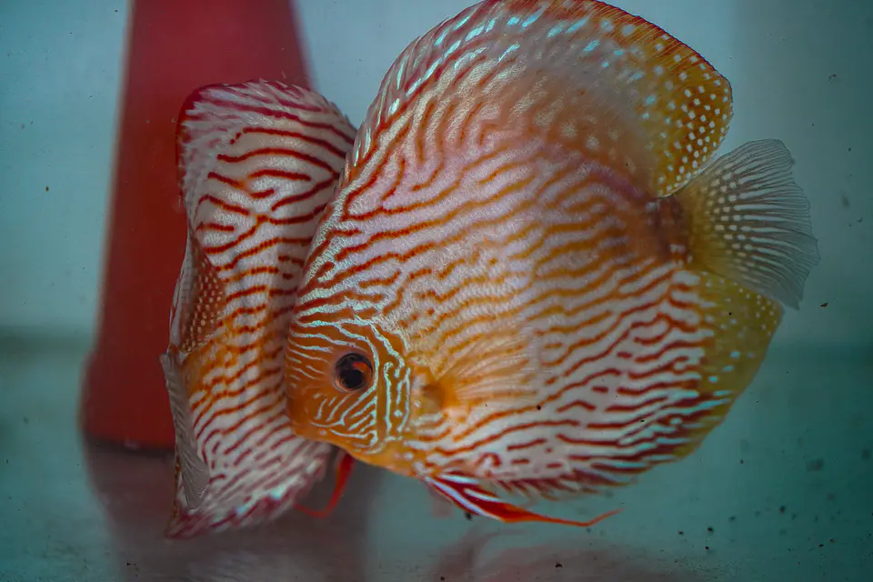 Casal Royal Iripixi  1