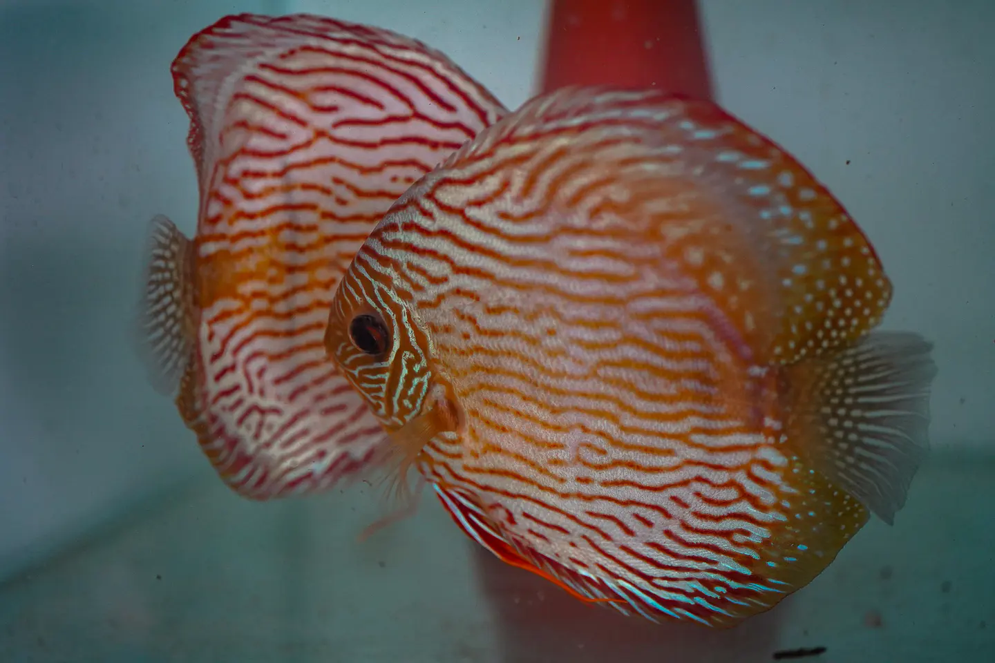 Casal Royal Iripixi  10