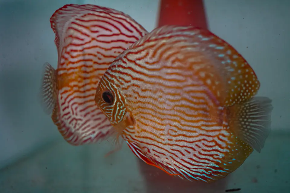 Casal Royal Iripixi  10