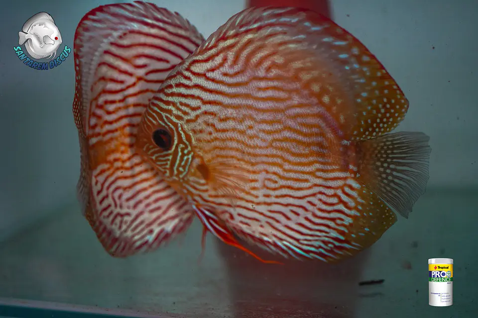 Casal Royal Iripixi  12