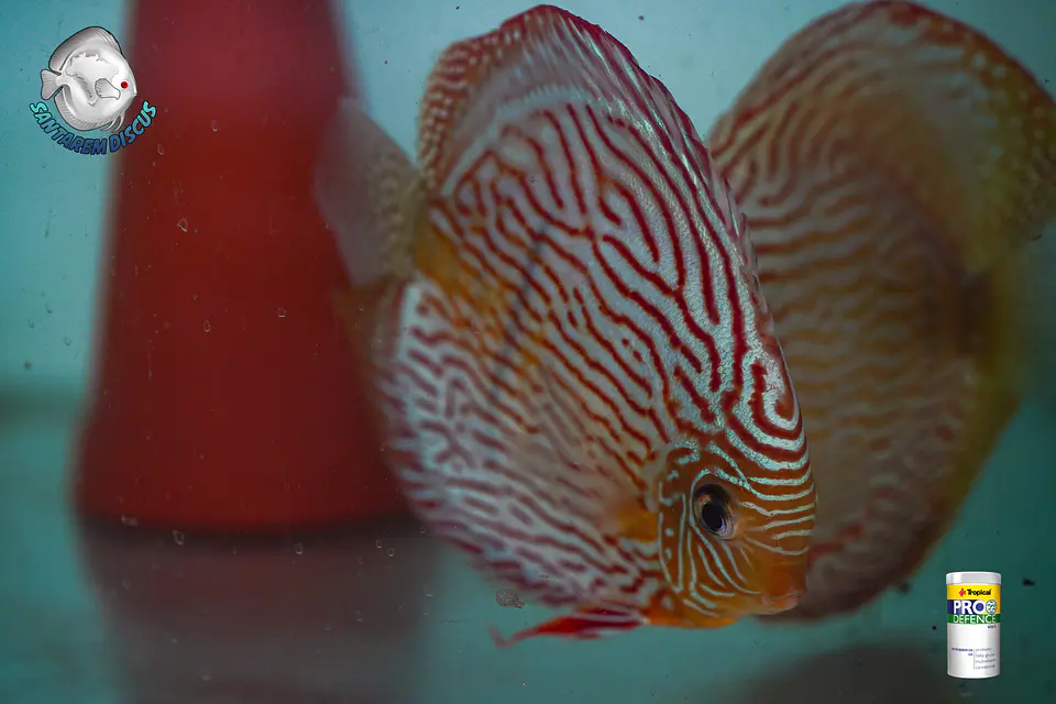 Casal Royal Iripixi  8