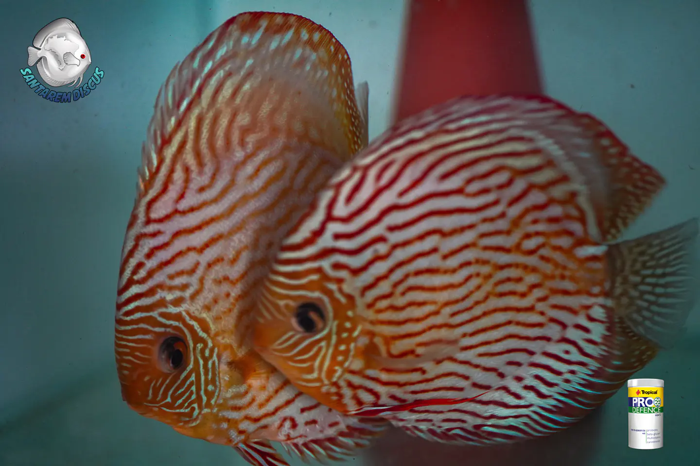 Casal Royal Iripixi  2