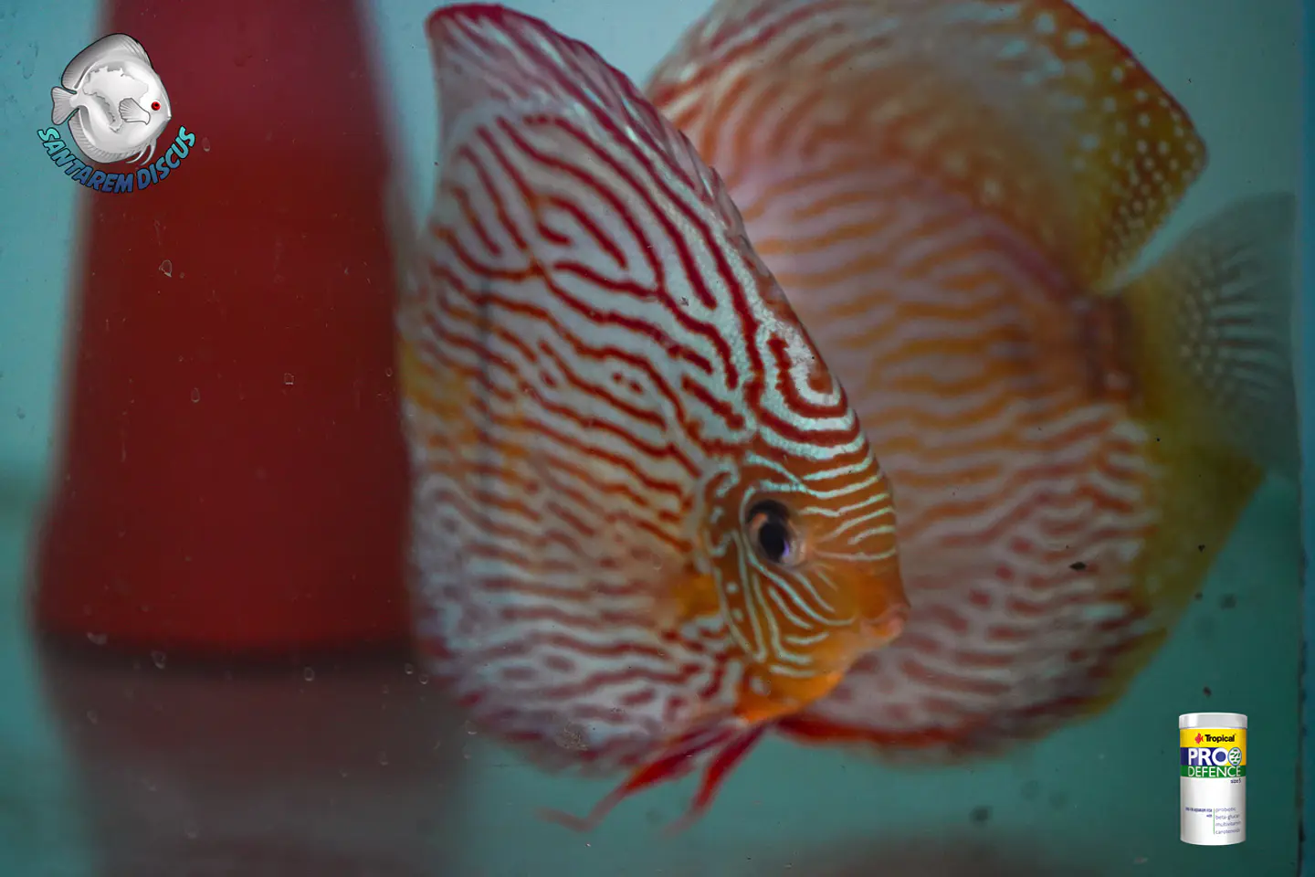 Casal Royal Iripixi  11