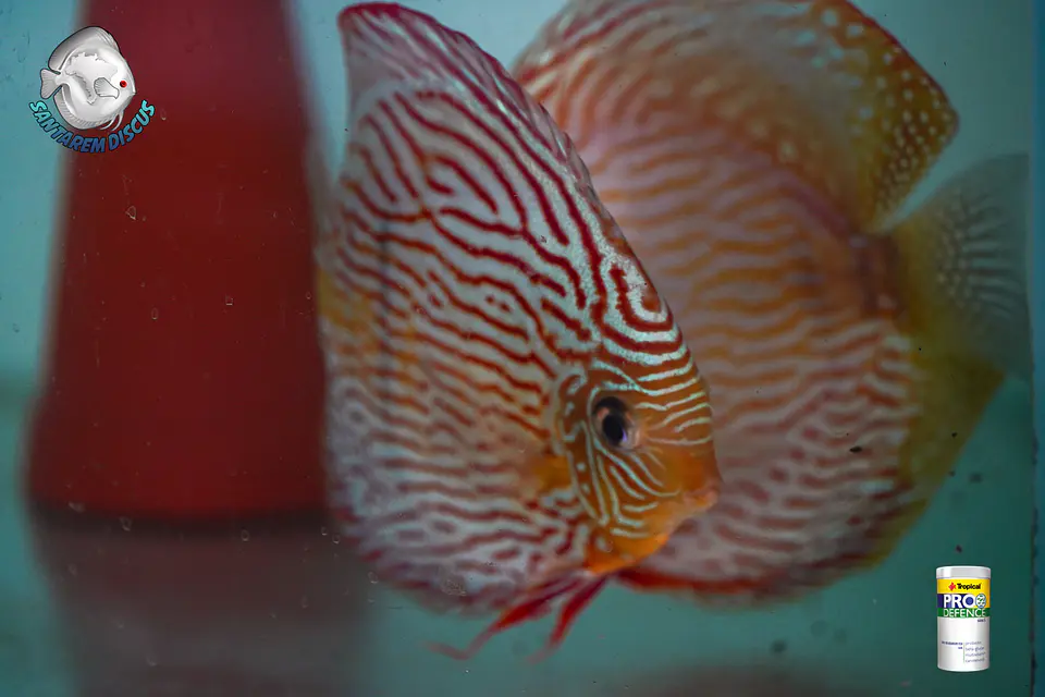 Casal Royal Iripixi  11