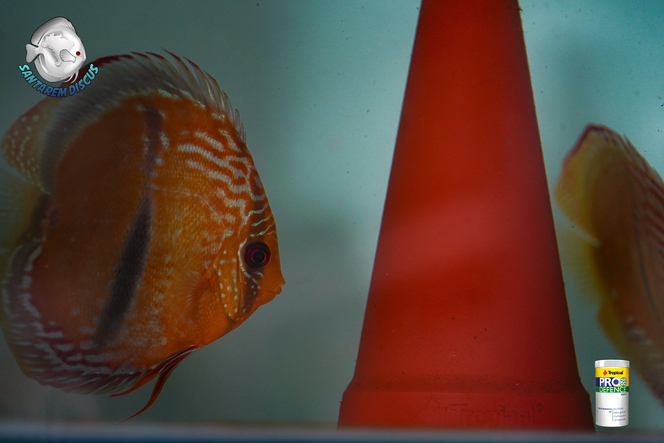 Casal Golden Ica Bar 2