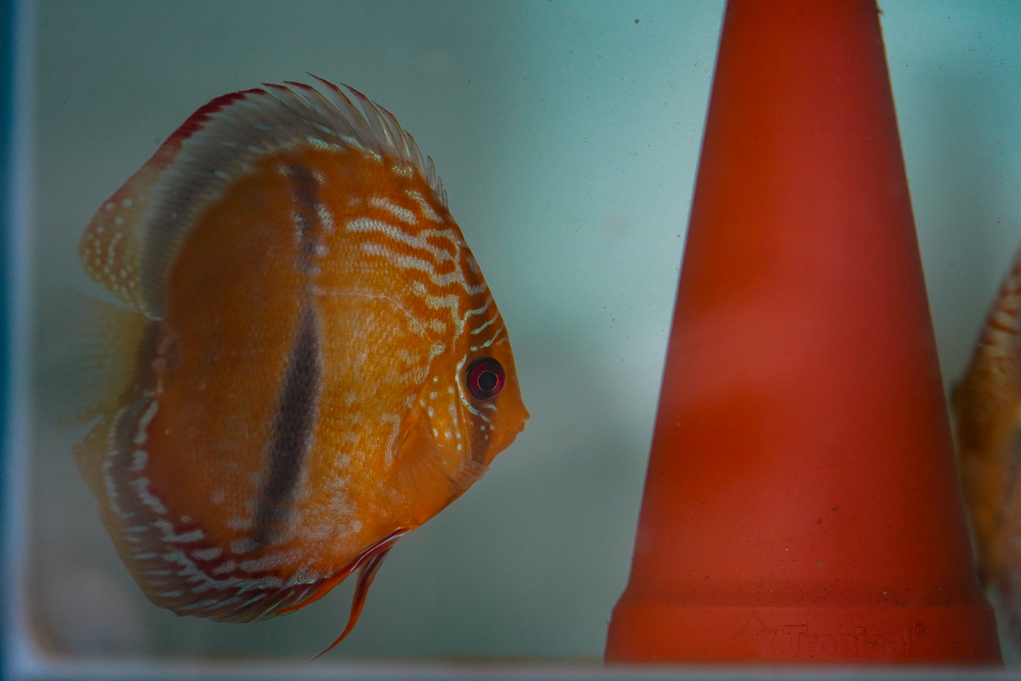 Casal Golden Ica Bar 5