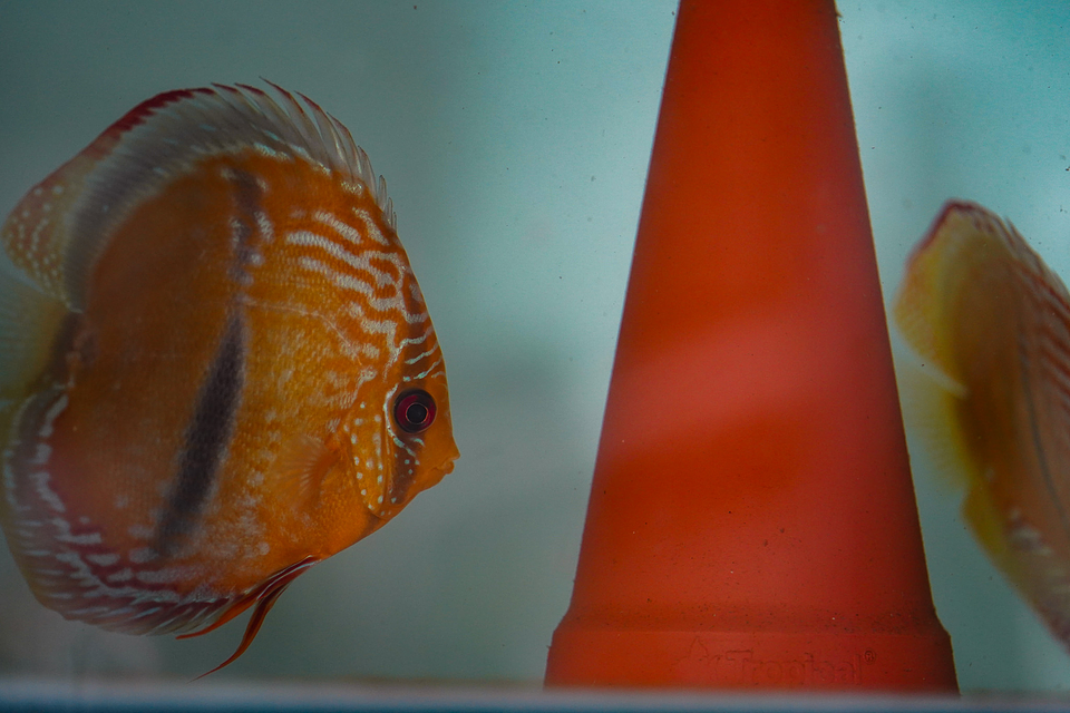 Casal Golden Ica Bar 6