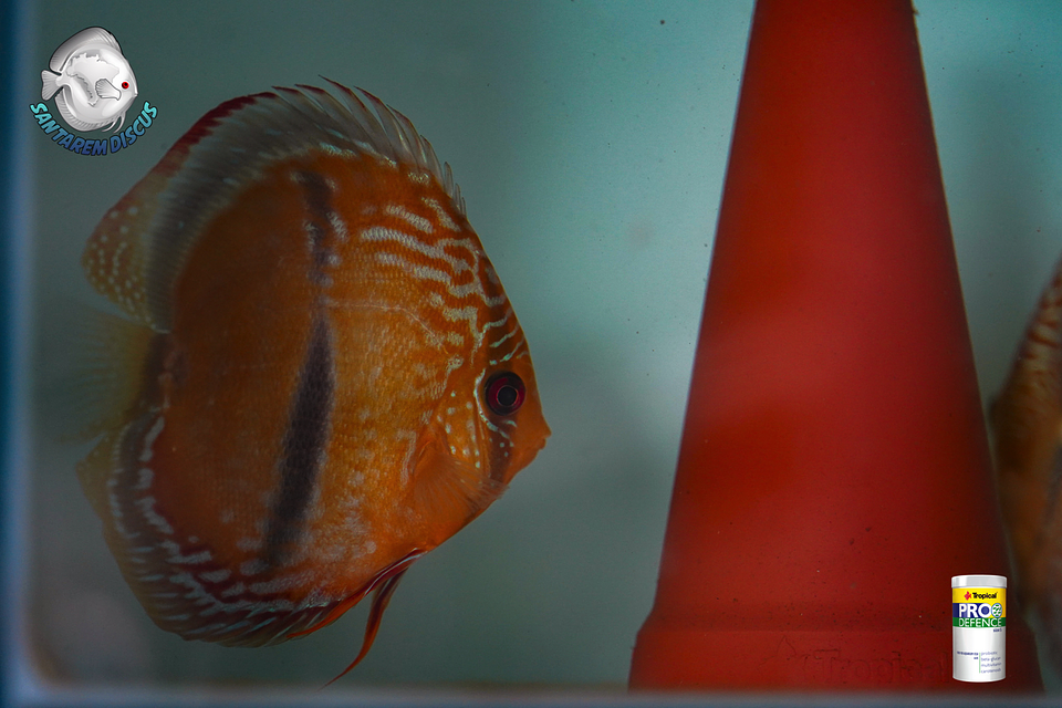 Casal Golden Ica Bar 7