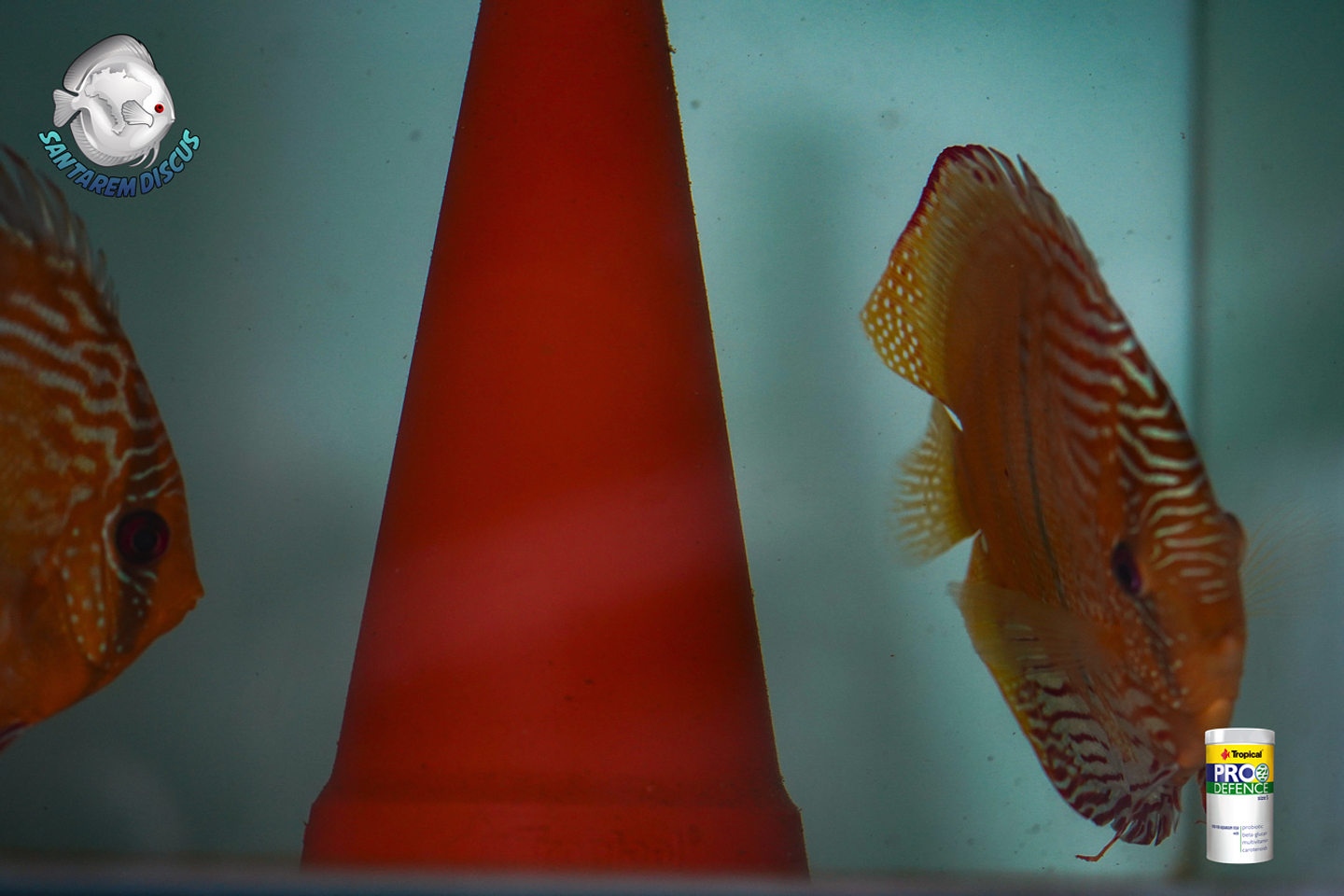 Casal Golden Ica Bar 8