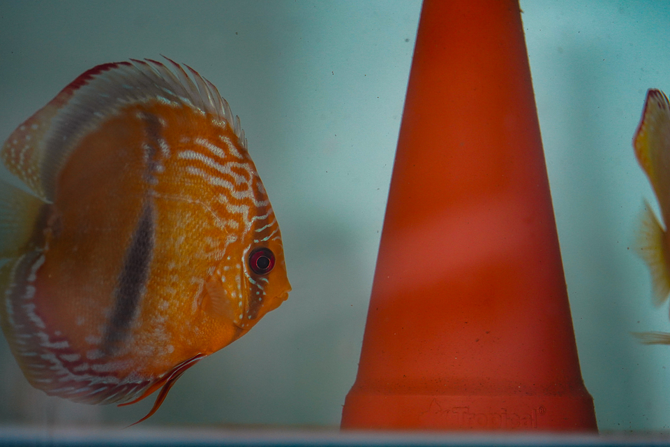 Casal Golden Ica Bar 9