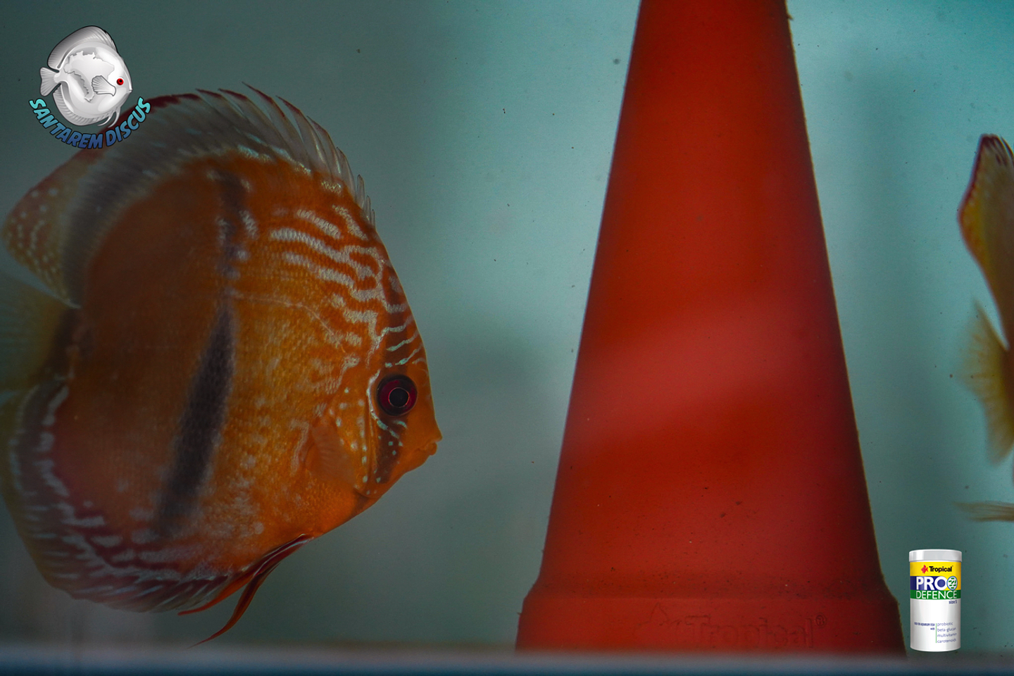 Casal Golden Ica Bar 11