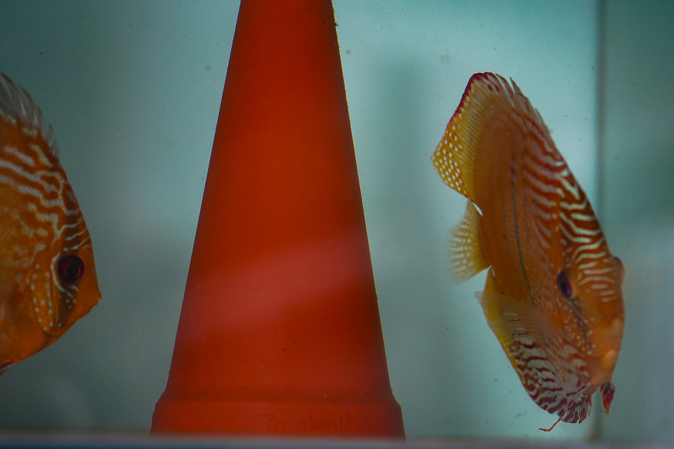 Casal Golden Ica Bar 12