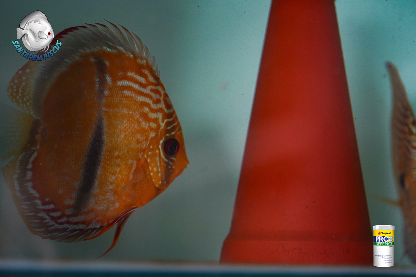 Casal Golden Ica Bar 13