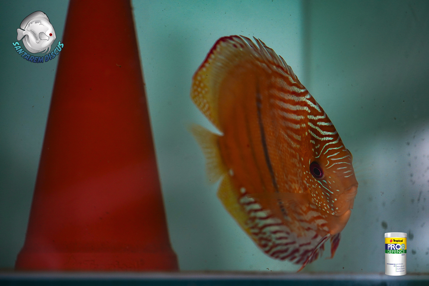 Casal Golden Ica Bar 10