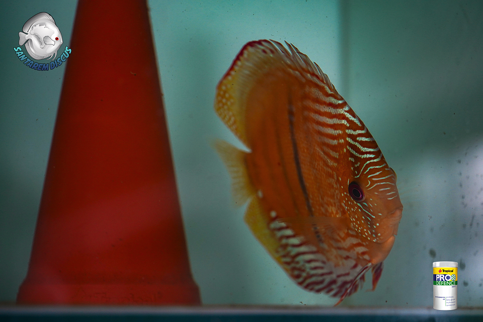 Casal Golden Ica Bar 10