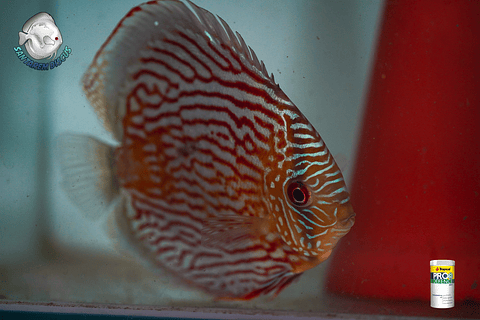 Casal de Royal Iripixi 