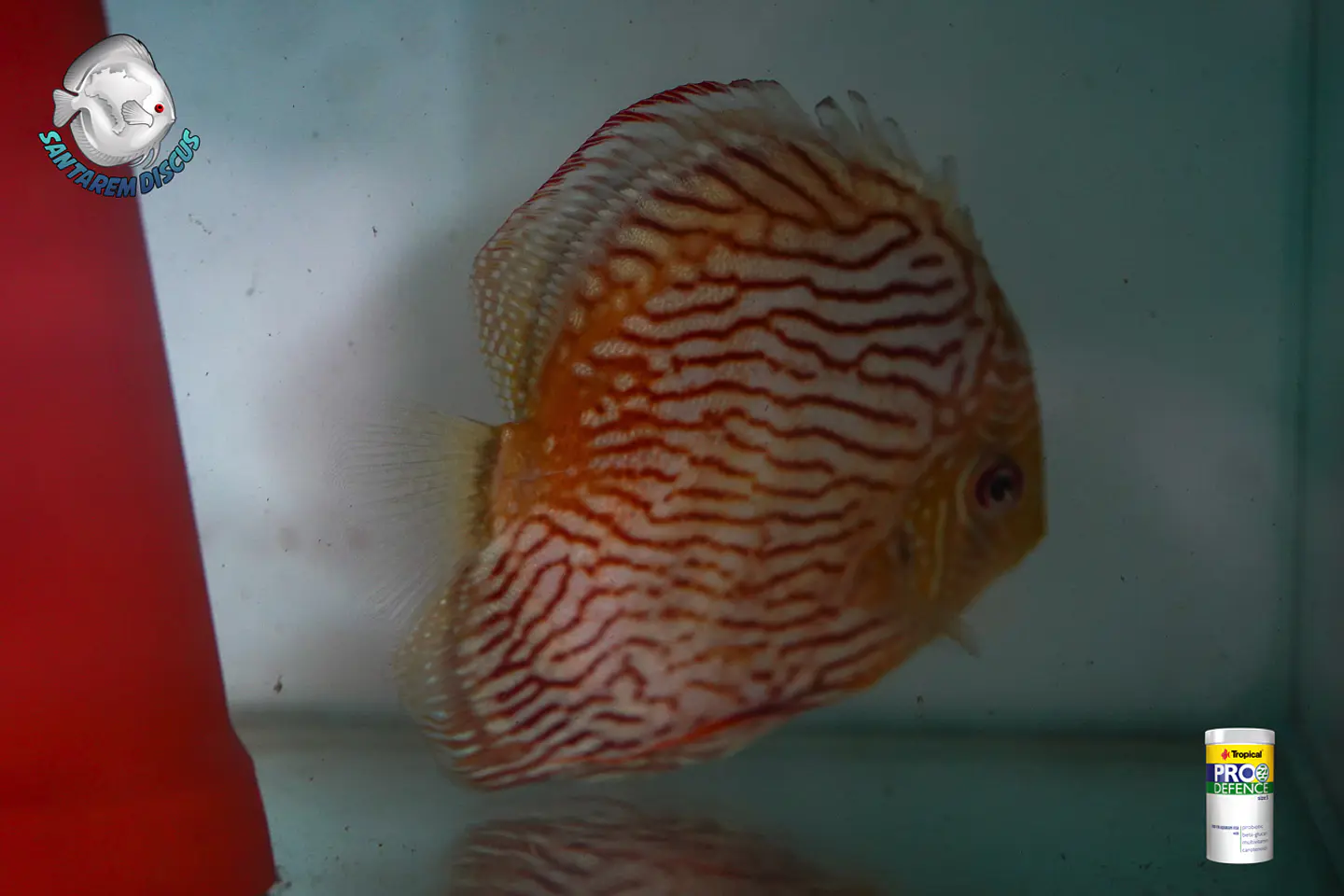 Casal de Royal Iripixi  9