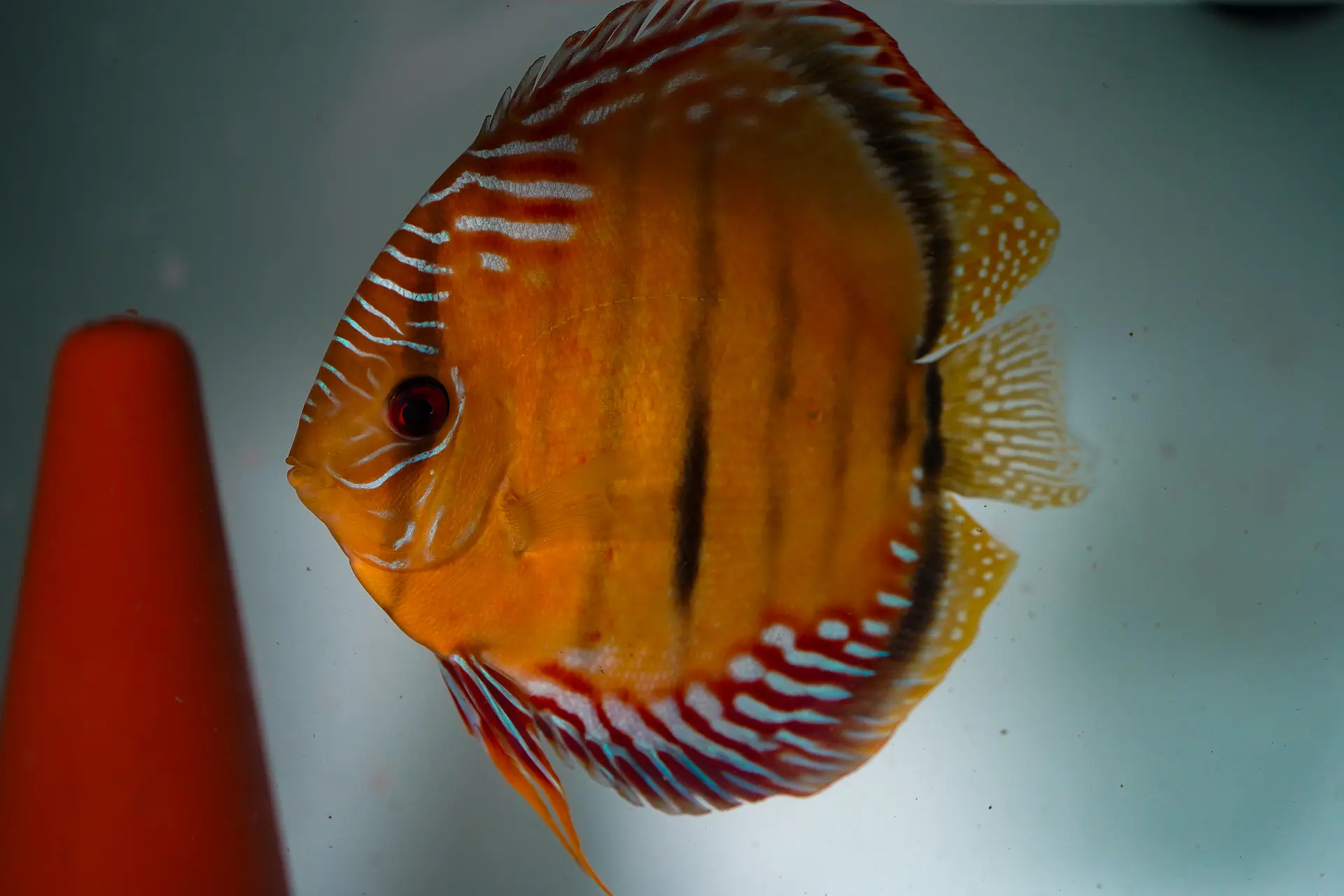 CASAL RED SOLID ICA TROMBETAS  4