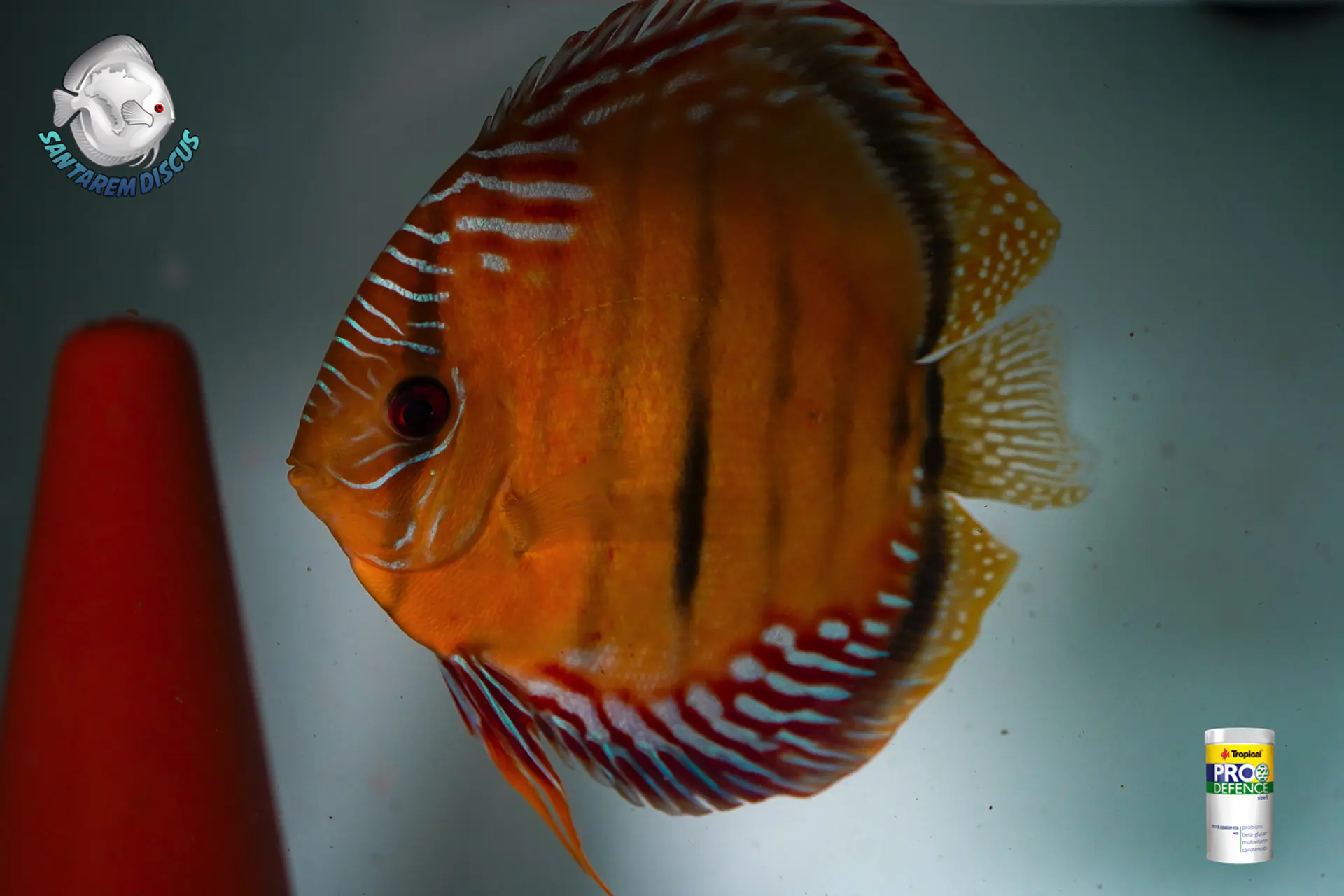 CASAL RED SOLID ICA TROMBETAS  9
