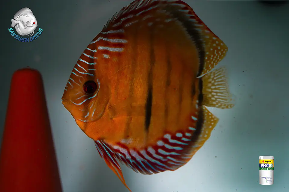 CASAL RED SOLID ICA TROMBETAS  9