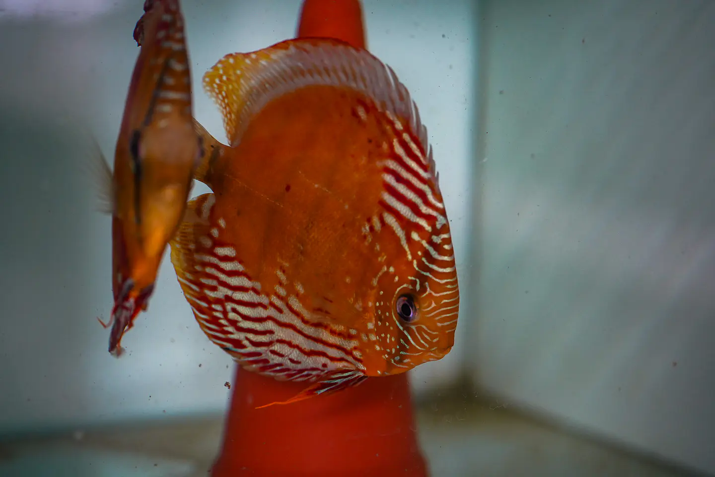 CASAL RED SOLID CUIPEUA 1