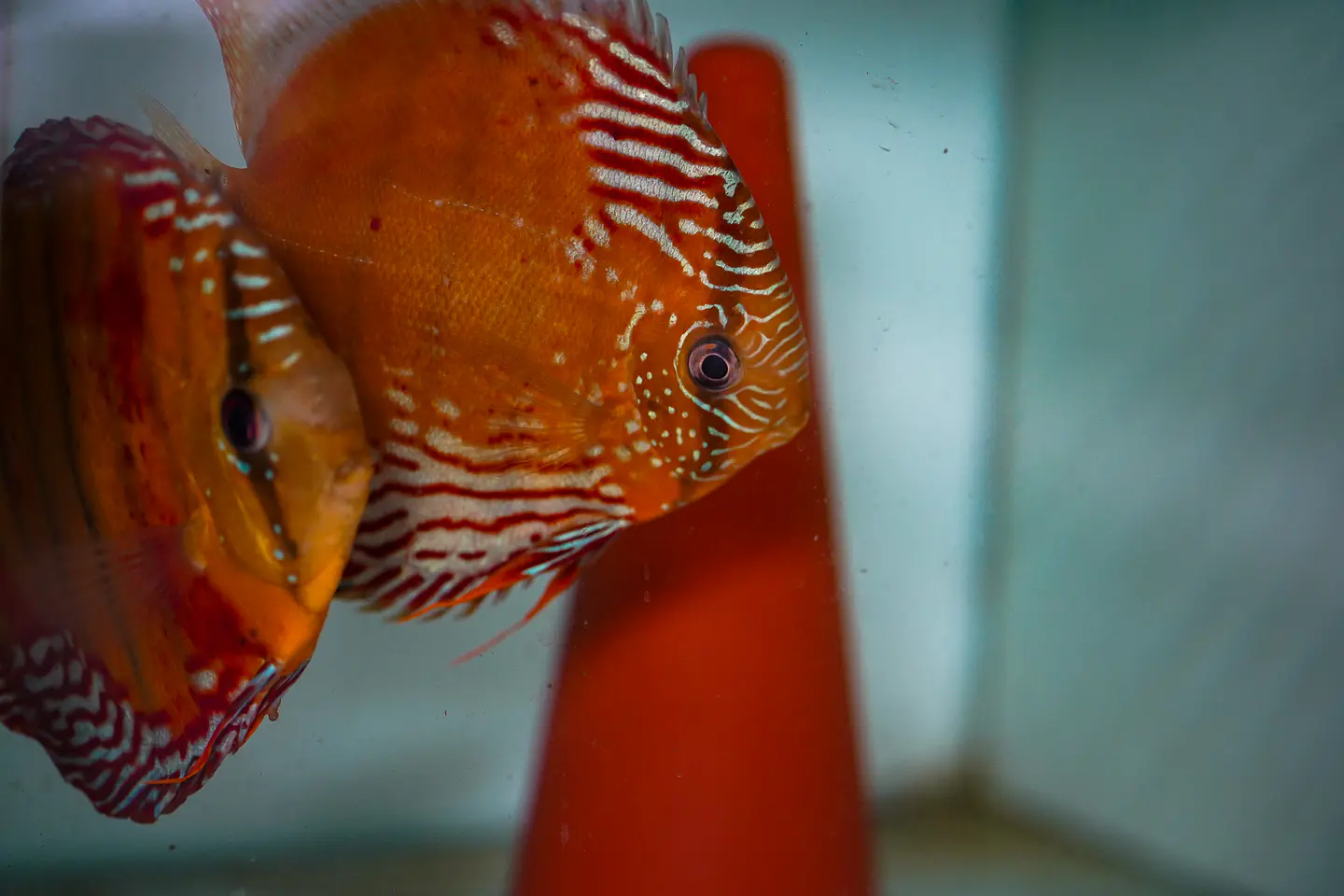 CASAL RED SOLID CUIPEUA 3