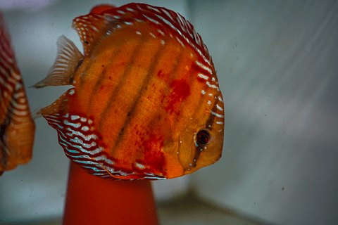 CASAL RED SOLID CUIPEUA