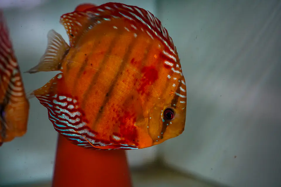 CASAL RED SOLID CUIPEUA 2