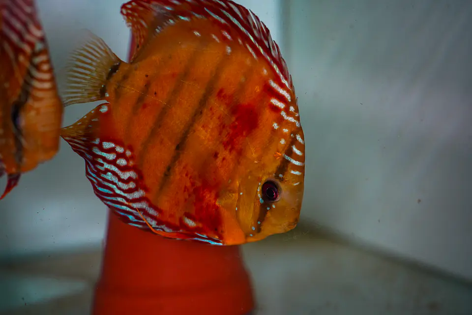 CASAL RED SOLID CUIPEUA 5