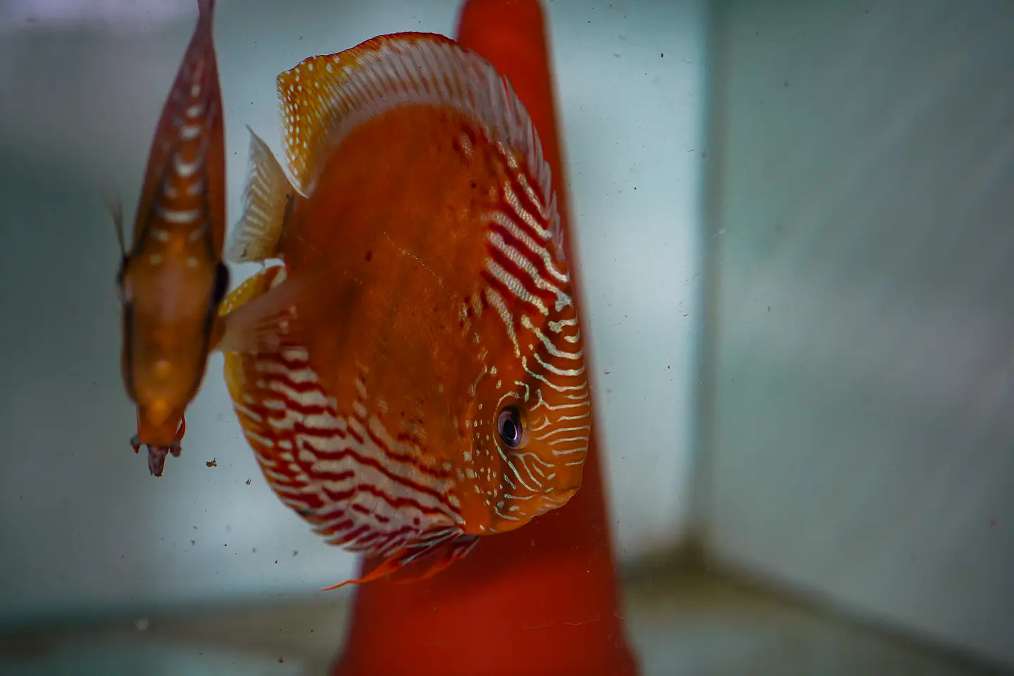 CASAL RED SOLID CUIPEUA 6