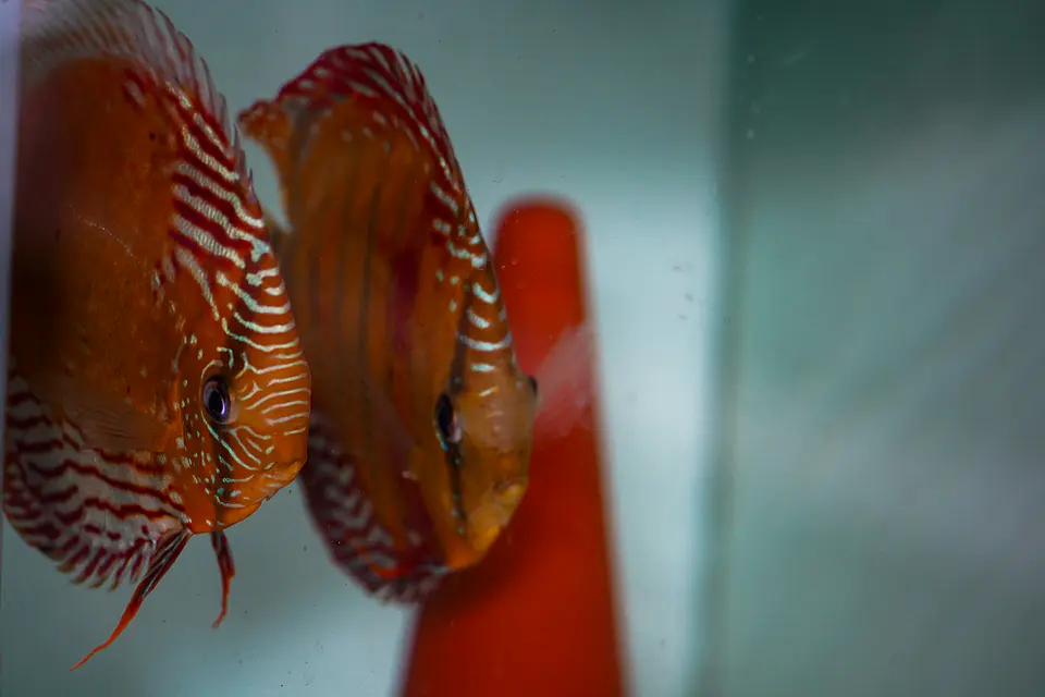 CASAL RED SOLID CUIPEUA 9