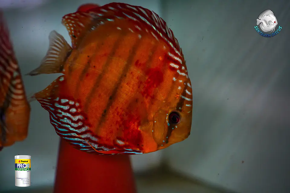 CASAL RED SOLID CUIPEUA 8