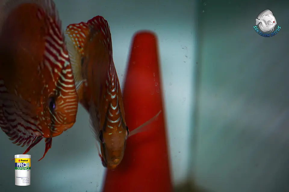 CASAL RED SOLID CUIPEUA 11