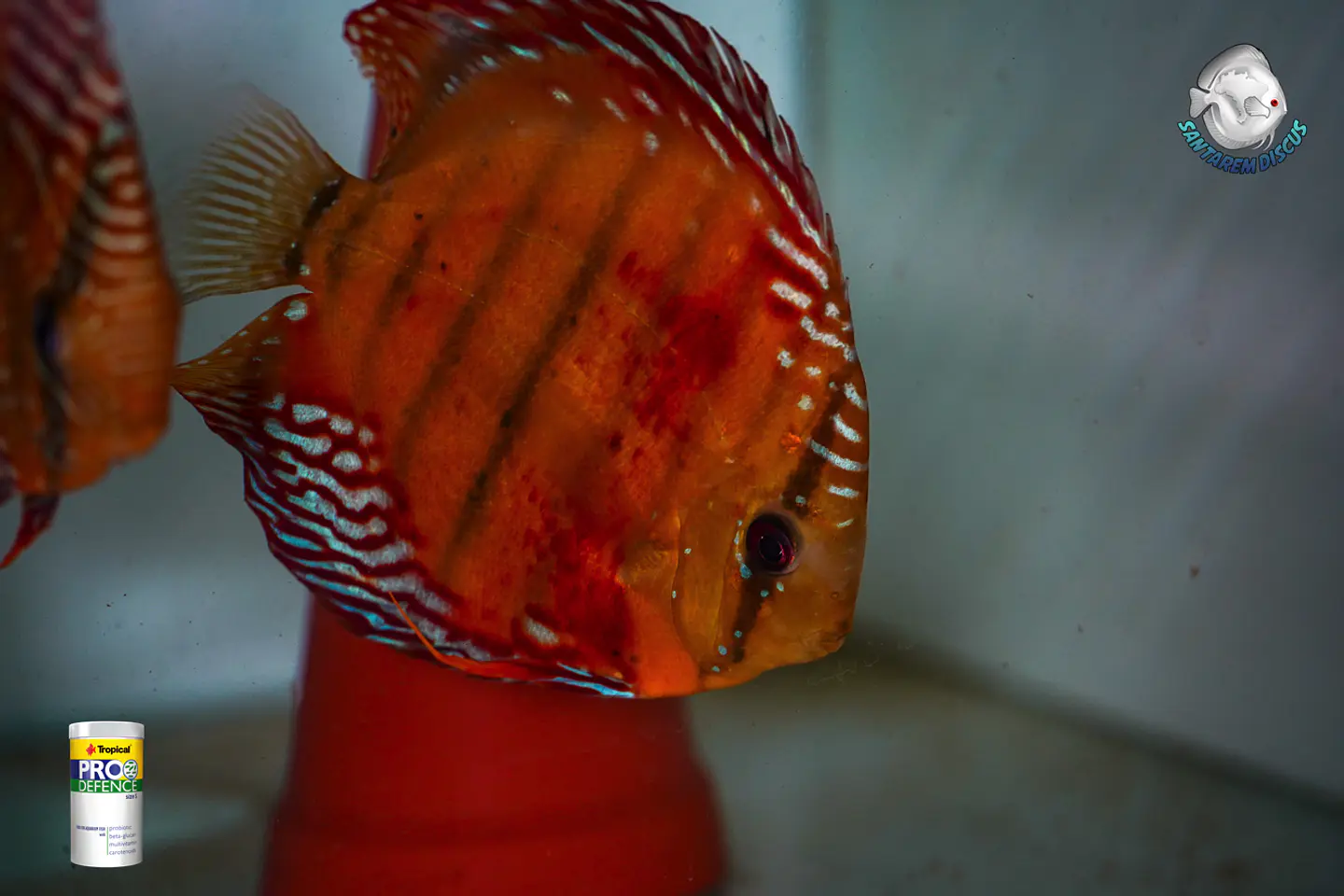 CASAL RED SOLID CUIPEUA 12