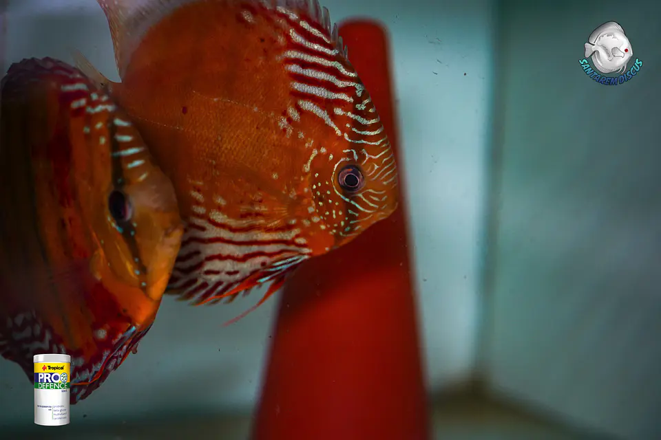 CASAL RED SOLID CUIPEUA 13