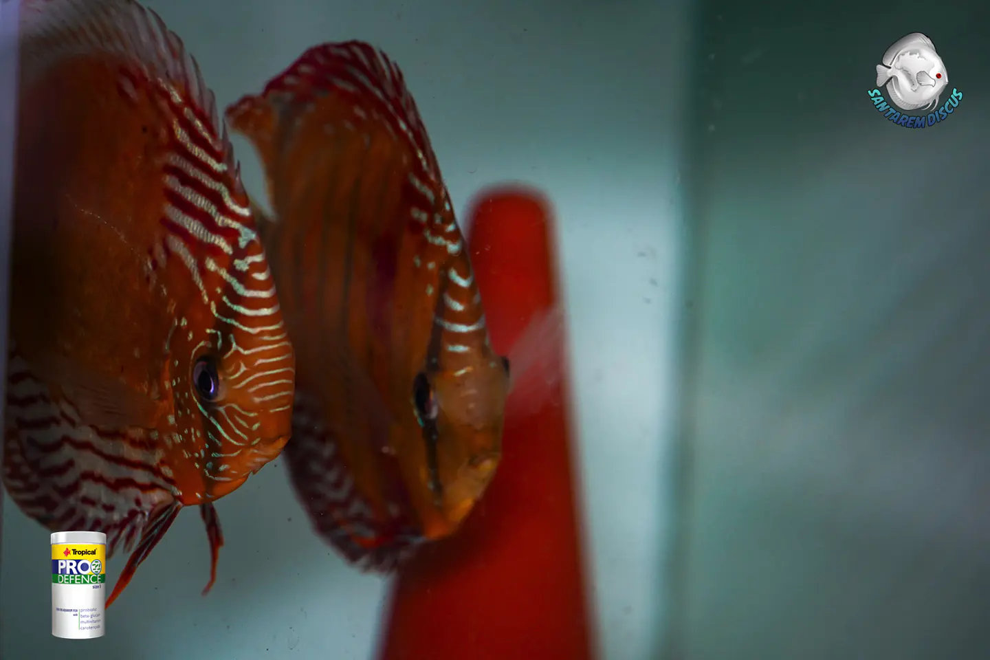 CASAL RED SOLID CUIPEUA 14