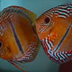 Wild Discus Especiais