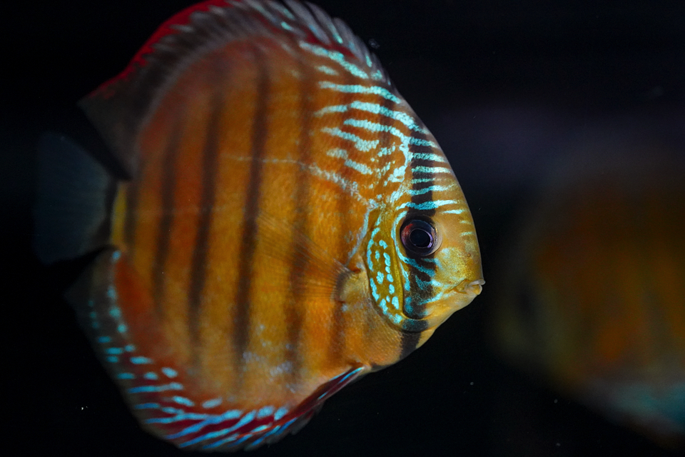 Barra Mansa Roja Sólida 1