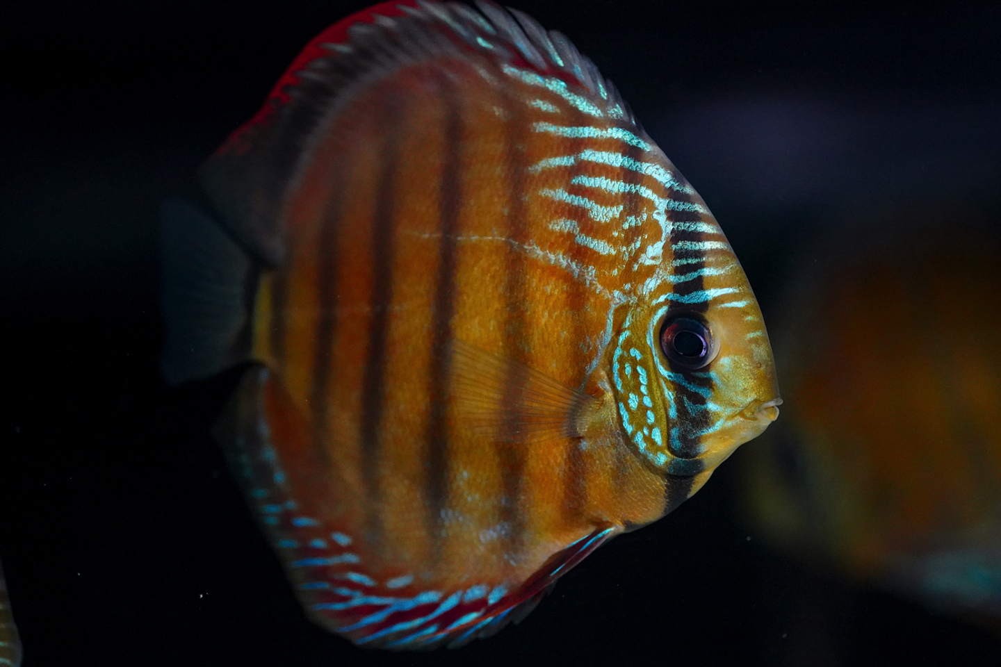 Barra Mansa Roja Sólida 3