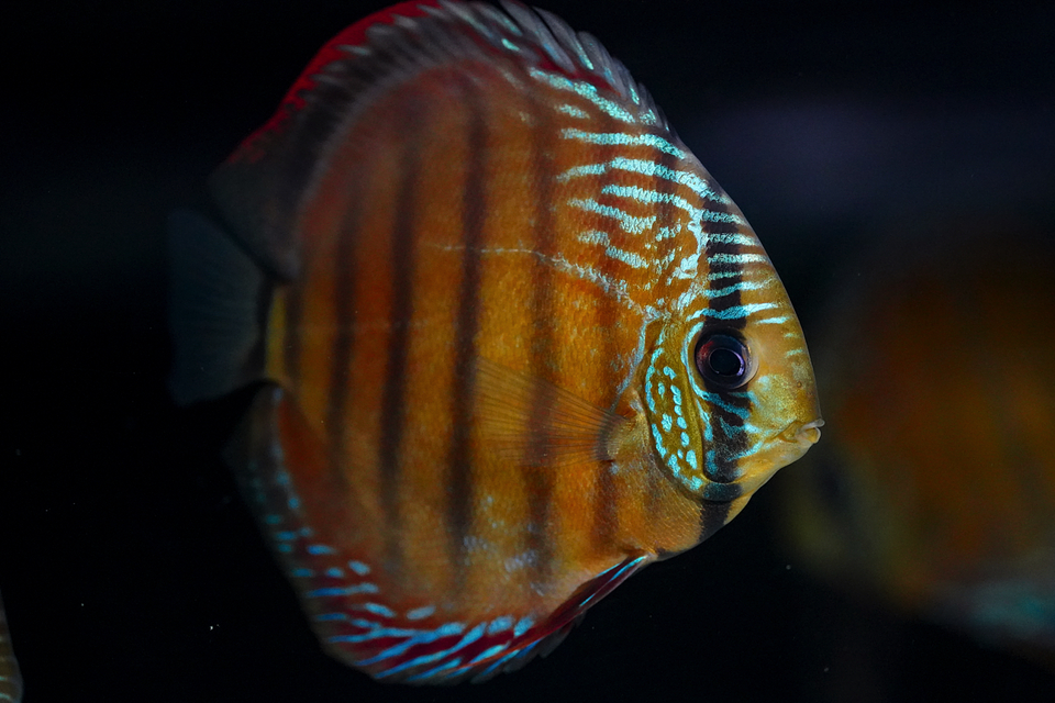 Barra Mansa Roja Sólida 3