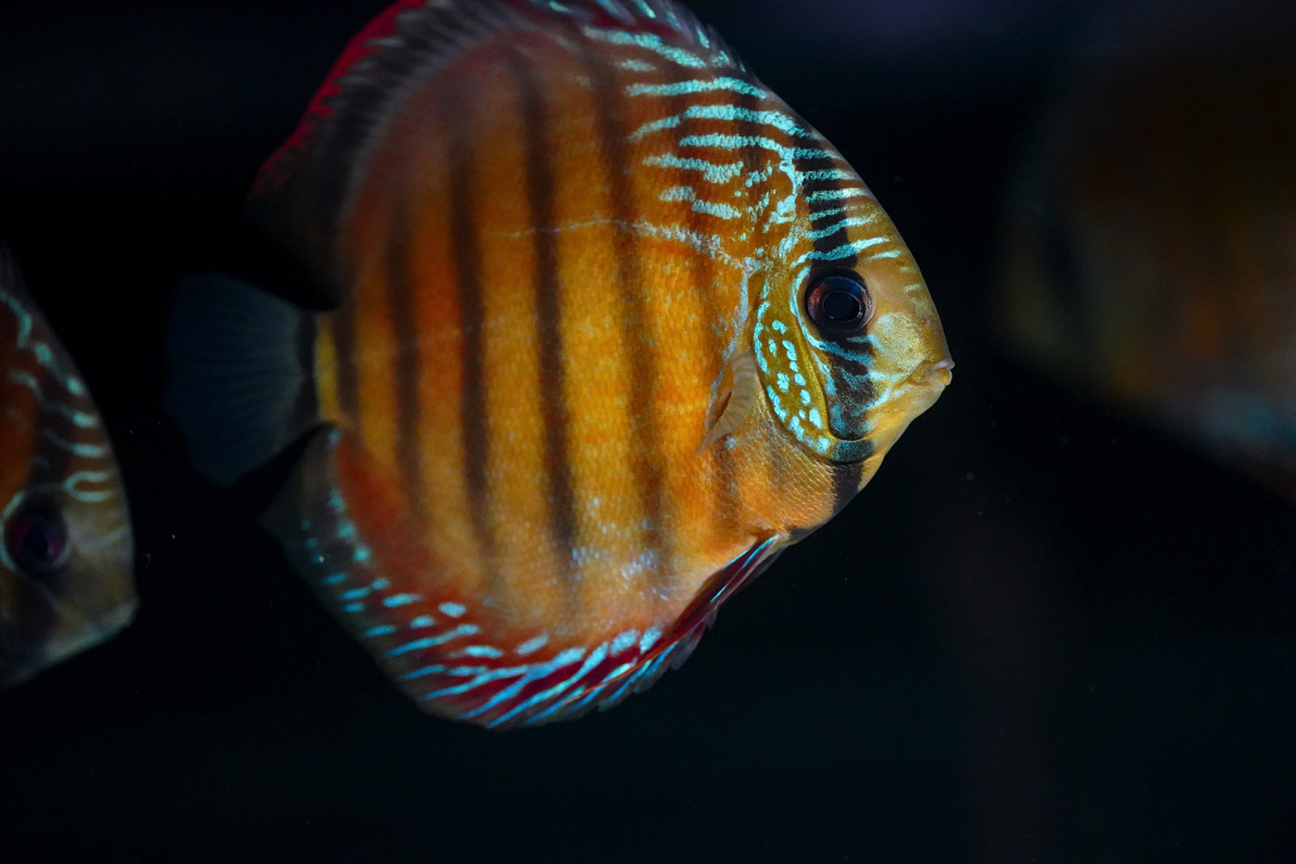 Barra Mansa Roja Sólida 4