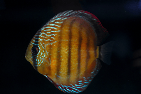 Red Solid Barra Mansa 