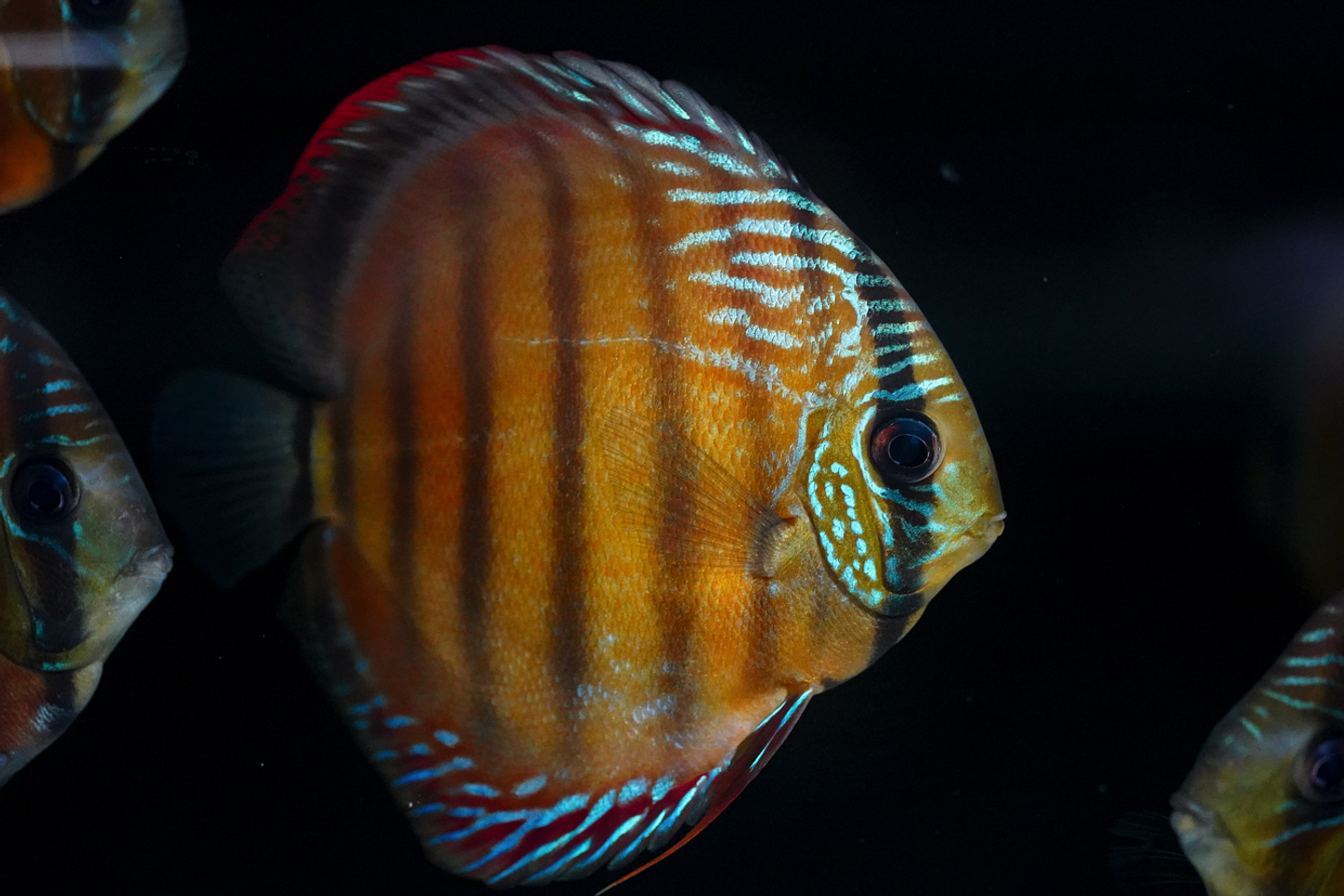 Barra Mansa Roja Sólida 5