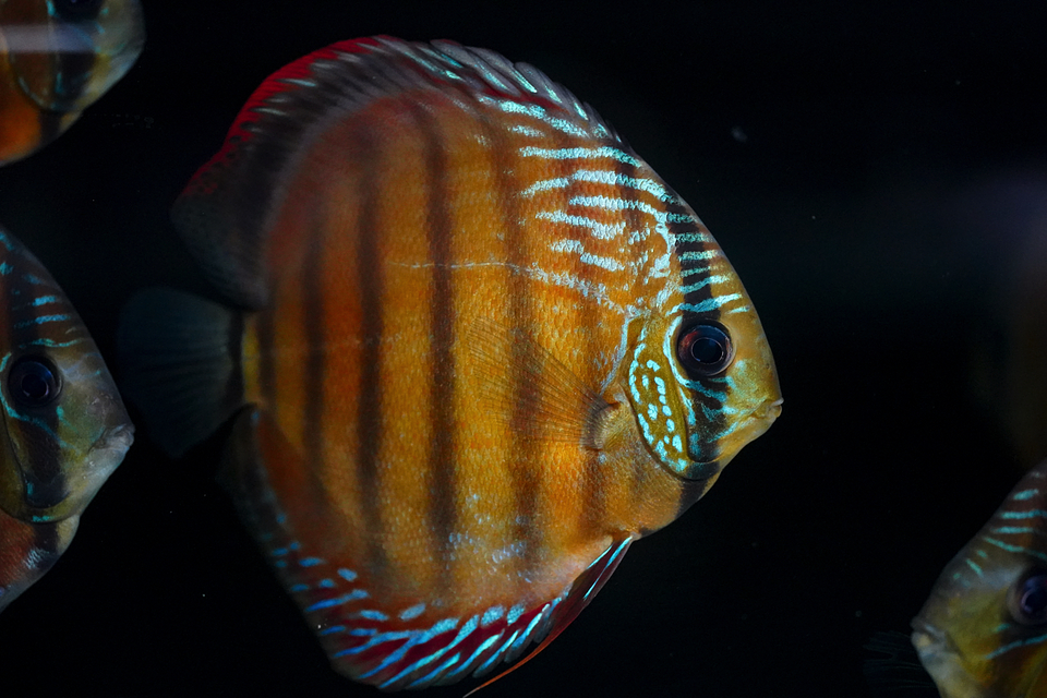 Barra Mansa Roja Sólida 5