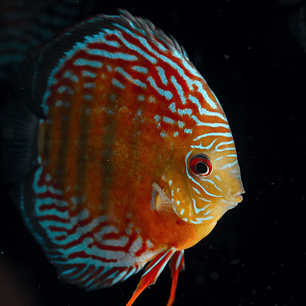 Semi Royal Barra Mansa